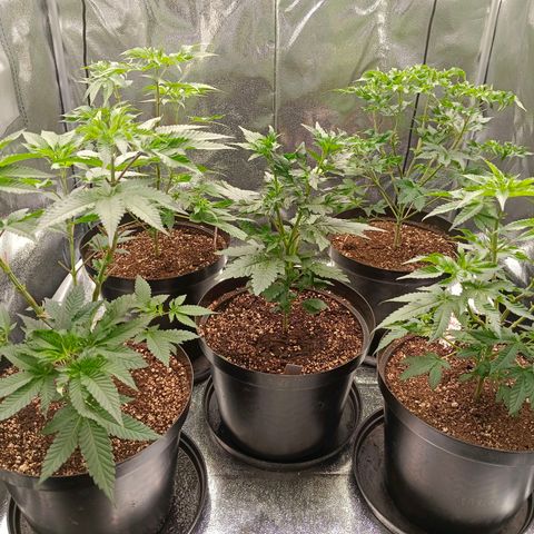 GRC X BBC F2 growlog timeline photo