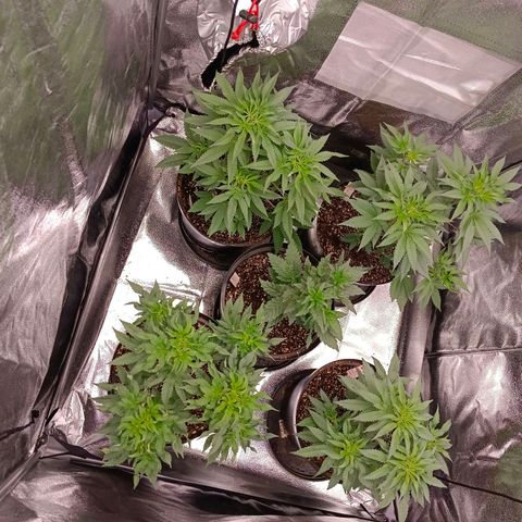 GRC X BBC F2 growlog timeline photo