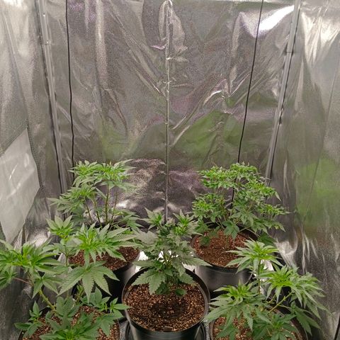 GRC X BBC F2 growlog timeline photo