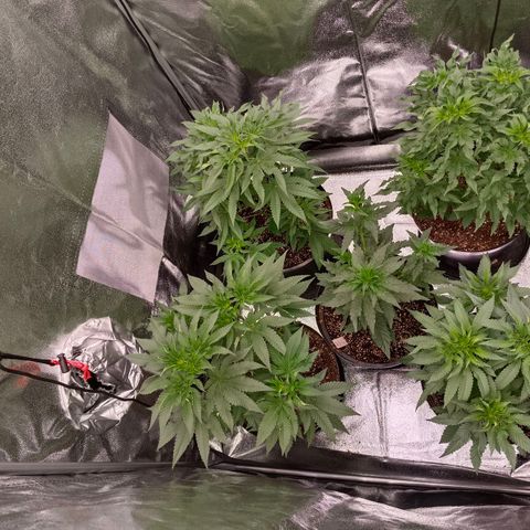 GRC X BBC F2 growlog timeline photo