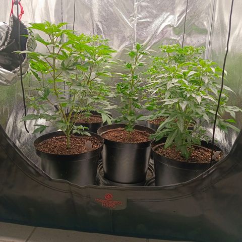 GRC X BBC F2 growlog timeline photo