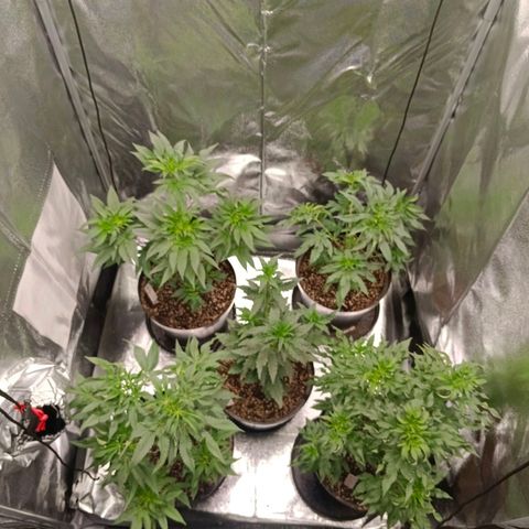 GRC X BBC F2 growlog timeline photo