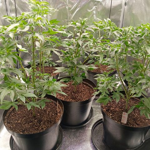 GRC X BBC F2 growlog timeline photo
