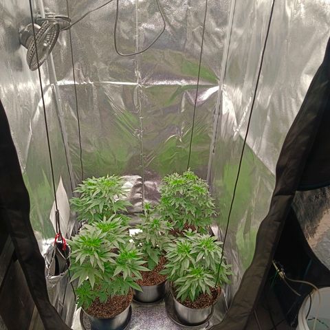 GRC X BBC F2 growlog timeline photo