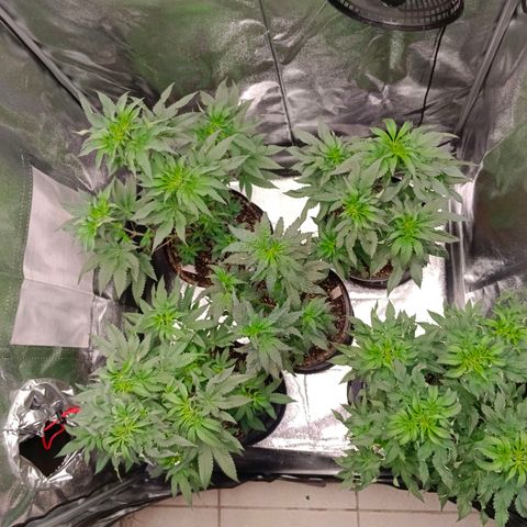 GRC X BBC F2 growlog timeline photo