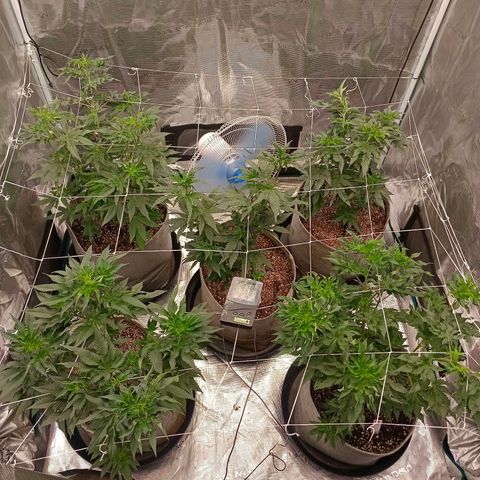 GRC X BBC F2 growlog timeline photo