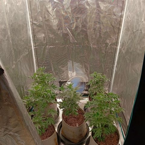 GRC X BBC F2 growlog timeline photo