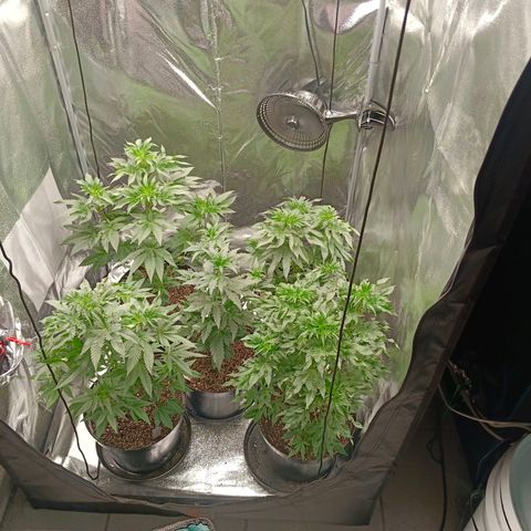 GRC X BBC F2 growlog timeline photo