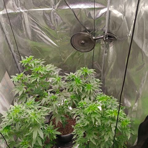 GRC X BBC F2 growlog timeline photo