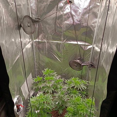 GRC X BBC F2 growlog timeline photo