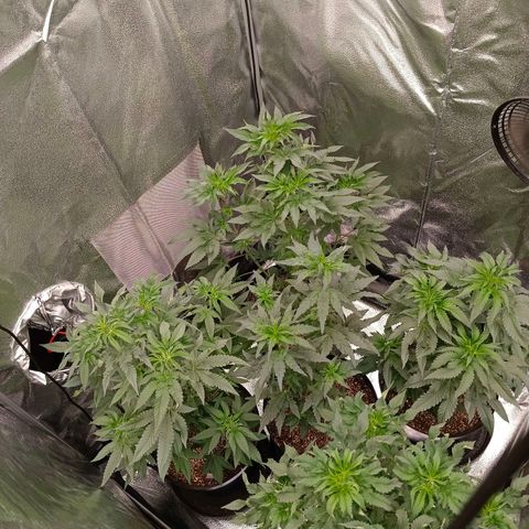 GRC X BBC F2 growlog timeline photo