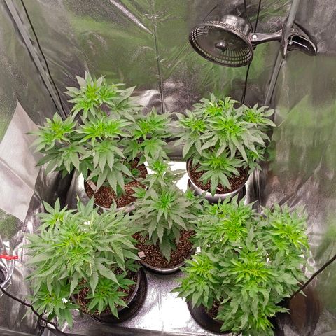 GRC X BBC F2 growlog timeline photo