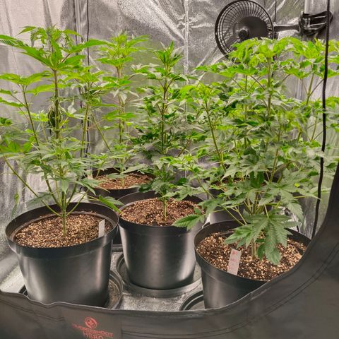 GRC X BBC F2 growlog timeline photo