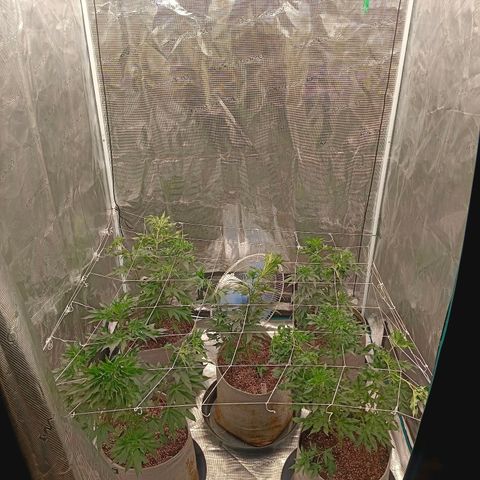 GRC X BBC F2 growlog timeline photo
