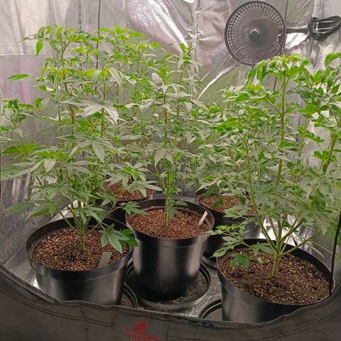 GRC X BBC F2 growlog timeline photo