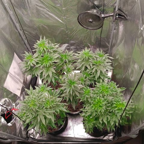 GRC X BBC F2 growlog timeline photo