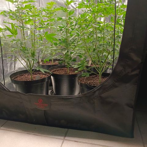 GRC X BBC F2 growlog timeline photo