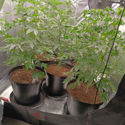 GRC X BBC F2 growlog timeline photo
