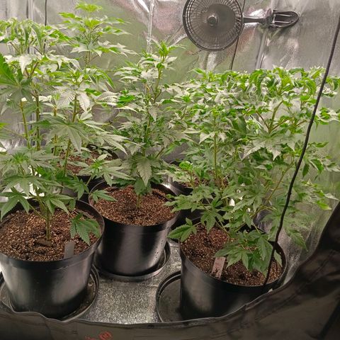GRC X BBC F2 growlog timeline photo