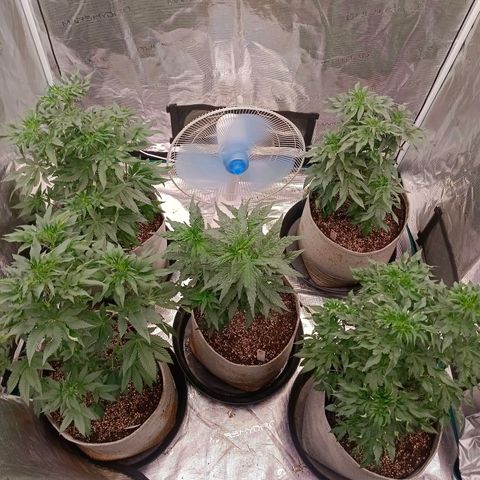 GRC X BBC F2 growlog timeline photo