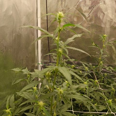 GRC X BBC F2 growlog timeline photo