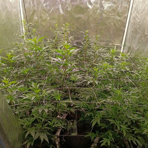 GRC X BBC F2 growlog timeline photo