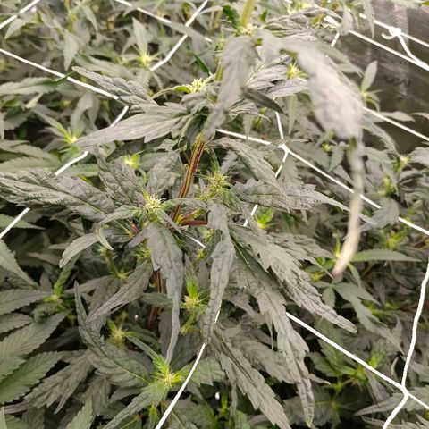 GRC X BBC F2 growlog timeline photo
