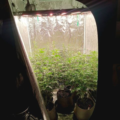GRC X BBC F2 growlog timeline photo