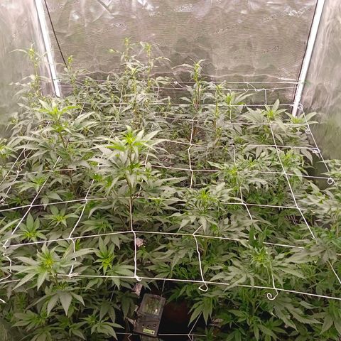 GRC X BBC F2 growlog timeline photo