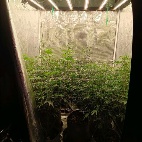 GRC X BBC F2 growlog timeline photo