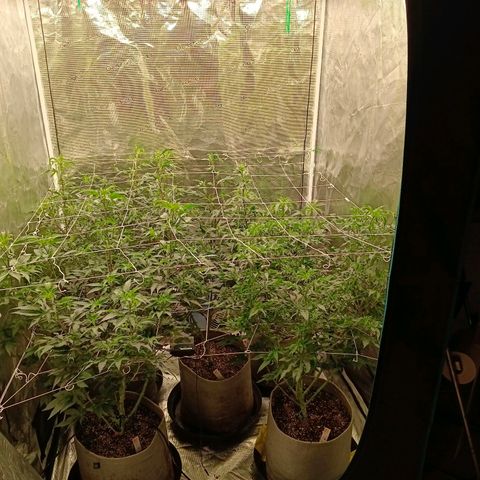 GRC X BBC F2 growlog timeline photo