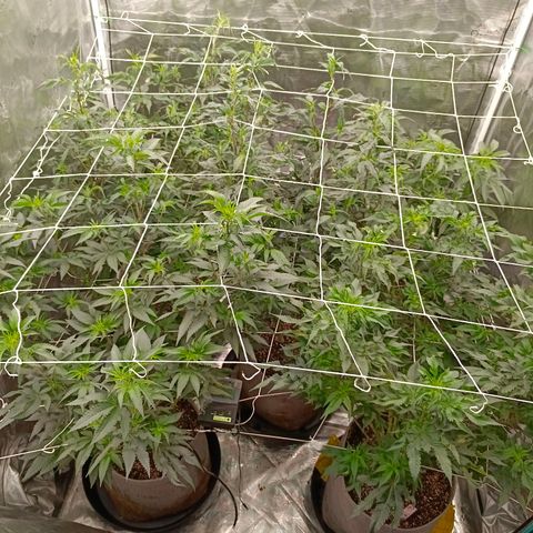 GRC X BBC F2 growlog timeline photo