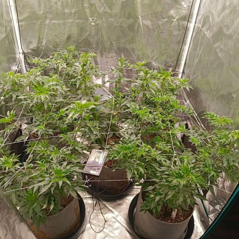 GRC X BBC F2 growlog timeline photo