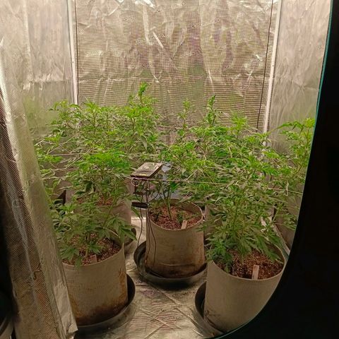 GRC X BBC F2 growlog timeline photo