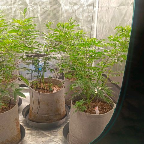 GRC X BBC F2 growlog timeline photo
