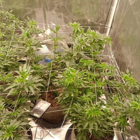 GRC X BBC F2 growlog timeline photo