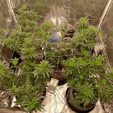 GRC X BBC F2 growlog timeline photo