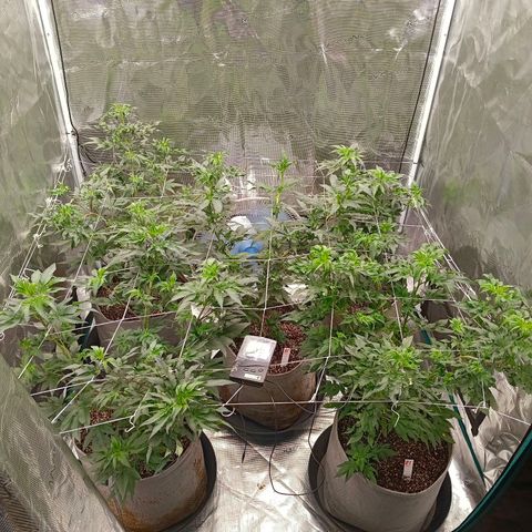 GRC X BBC F2 growlog timeline photo