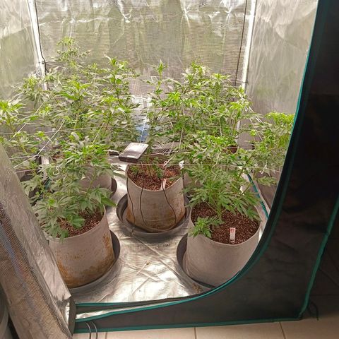 GRC X BBC F2 growlog timeline photo