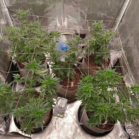 GRC X BBC F2 growlog timeline photo