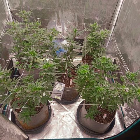 GRC X BBC F2 growlog timeline photo