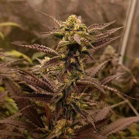 GRC X BBC F2 growlog timeline photo