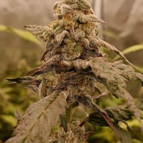 GRC X BBC F2 growlog timeline photo
