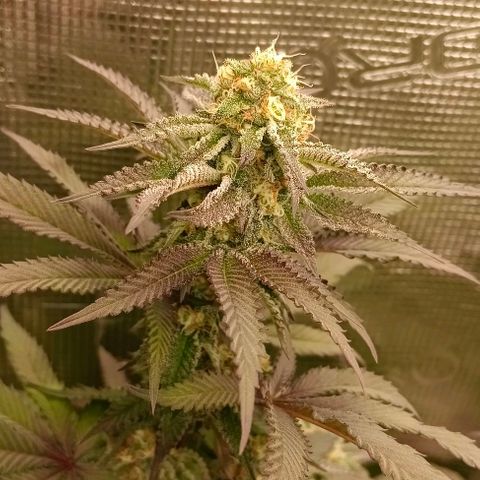 GRC X BBC F2 growlog timeline photo