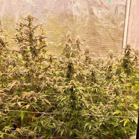 GRC X BBC F2 growlog timeline photo