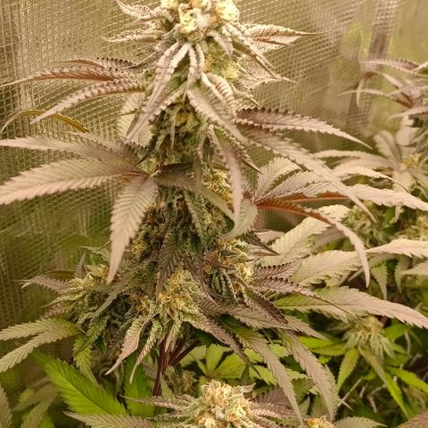 GRC X BBC F2 growlog timeline photo