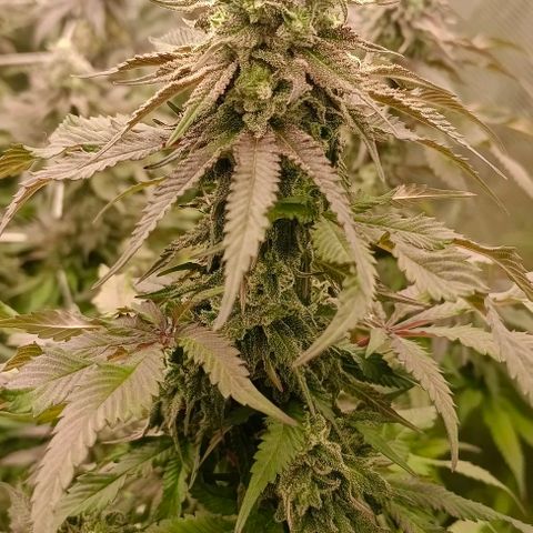 GRC X BBC F2 growlog timeline photo