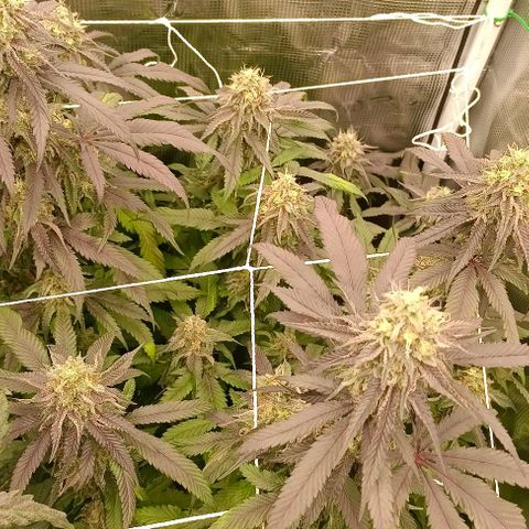 GRC X BBC F2 growlog timeline photo