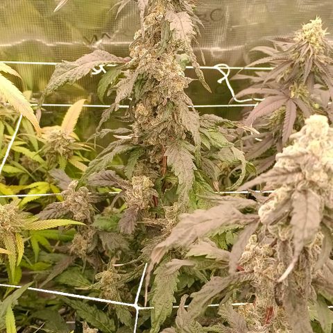 GRC X BBC F2 growlog timeline photo