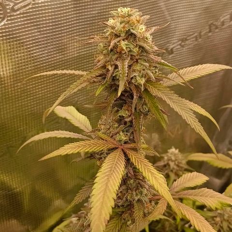GRC X BBC F2 growlog timeline photo